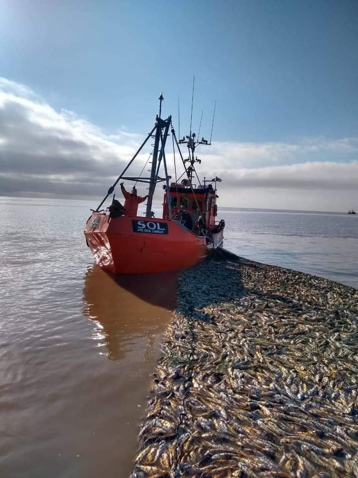 Abrieron la pesca de corvina en la Bahía de Samborombón - DEPROA.com.ar  Noticias Portuarias